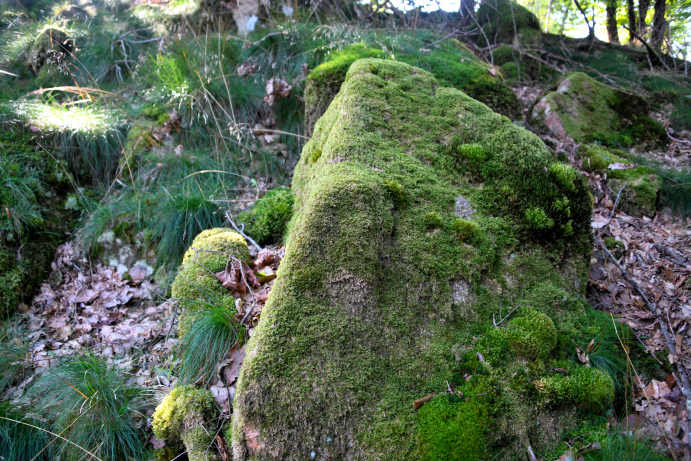 Menhir du "Fou de Verdun"