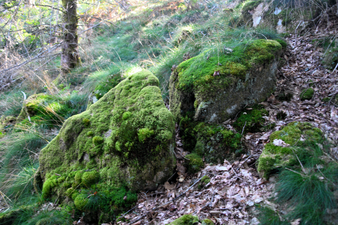 Menhir du "Fou de Verdun"