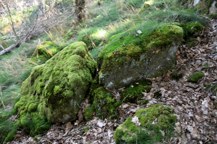 Menhir du "Fou de Verdun"