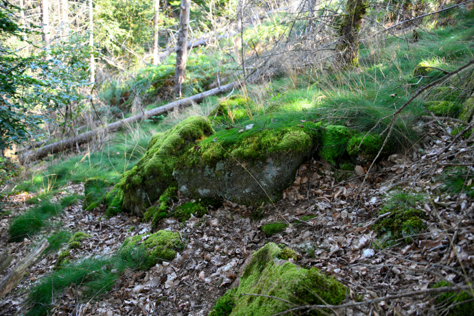 Menhir du "Fou de Verdun"